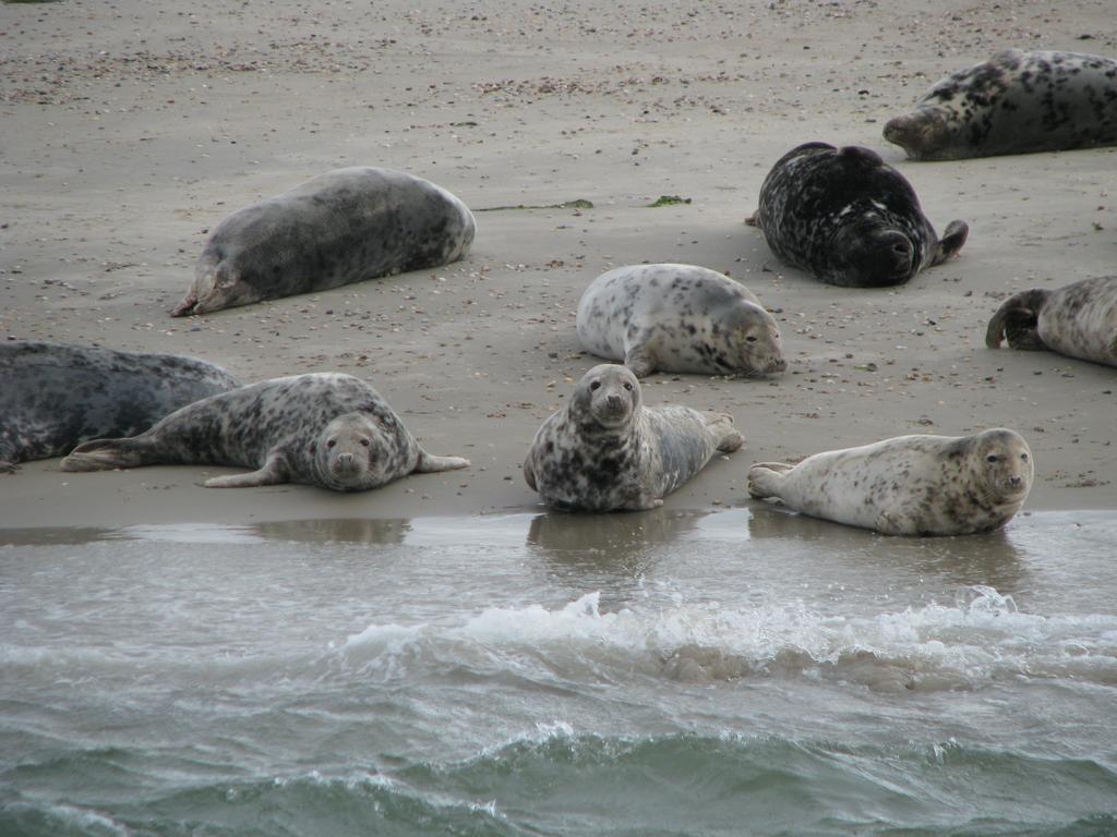 De Waterlelie Lägenhet Renesse Exteriör bild